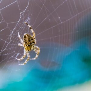 Every person a web