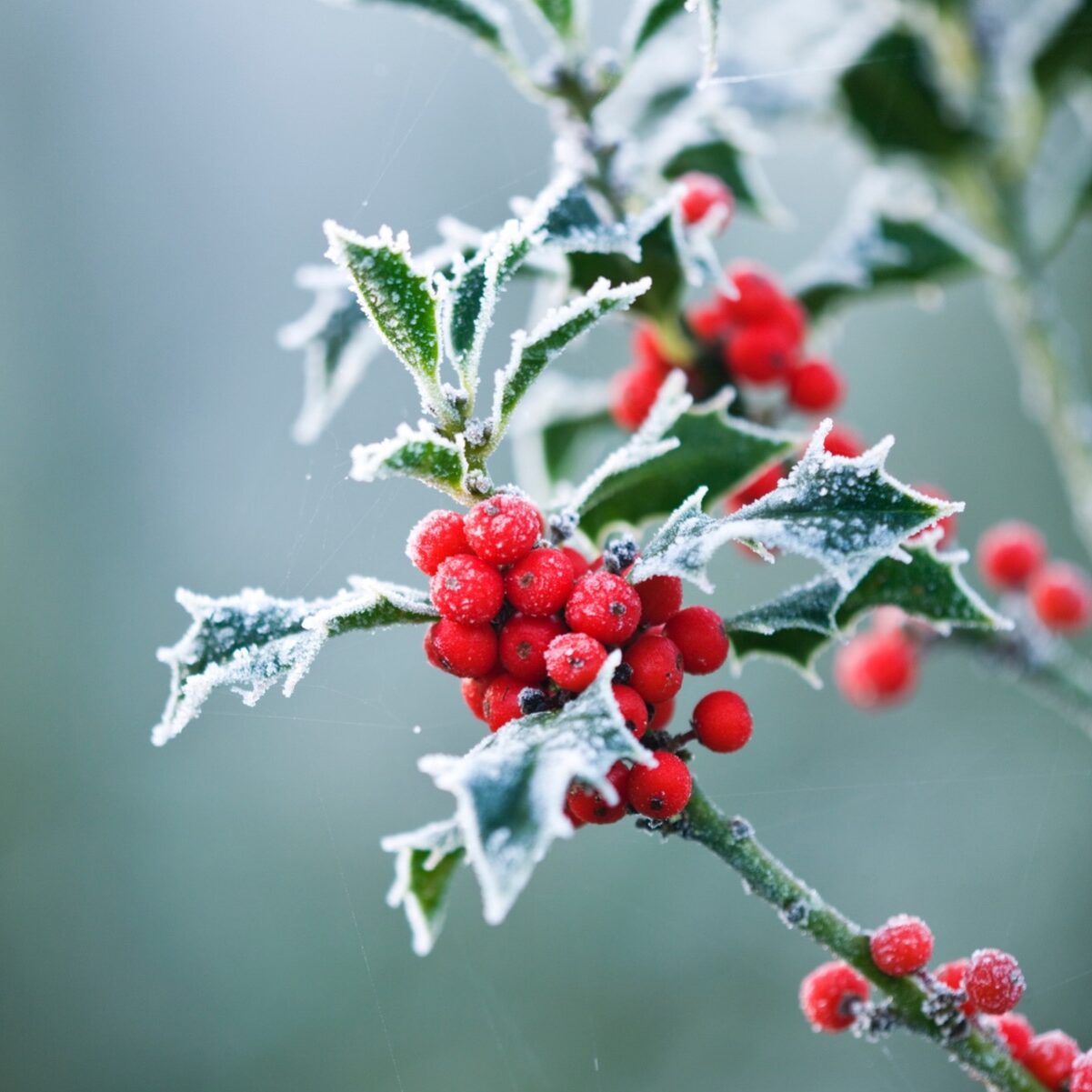 Corporate singing is important for every person. We come together with a shared faith in a shared melody. Make time this Christmas season to carol together with family and friends in the car, at home, at church, and in your neighborhood.