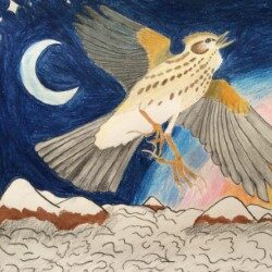 With the sudden nature of spring the cool breezes longed to come in through the  windows, and with them, a cacophony of bird songs competing with each other for sound space...