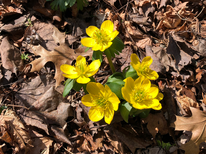 Charlotte Mason talks about “seeing eyes” – truly looking and observing deeply the world and God’s creation in front of us.